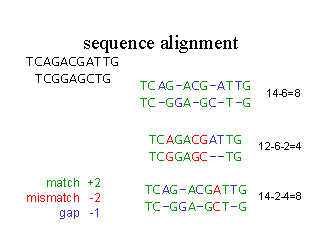 sequence alignment