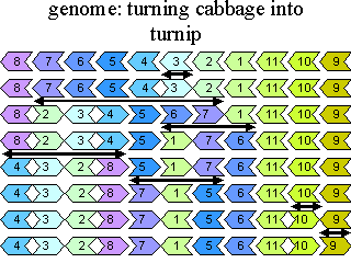genome: turning cabbage into turnip