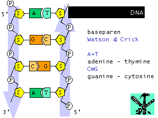 DNA / Watson Crick