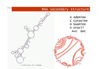 RNA secondary structure